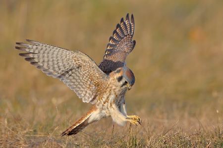 American Kestrel