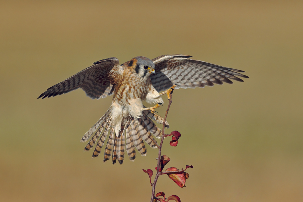 American Kestrel von Gavin Lam