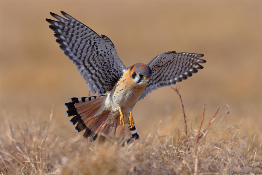 American Kestrel von Gavin Lam