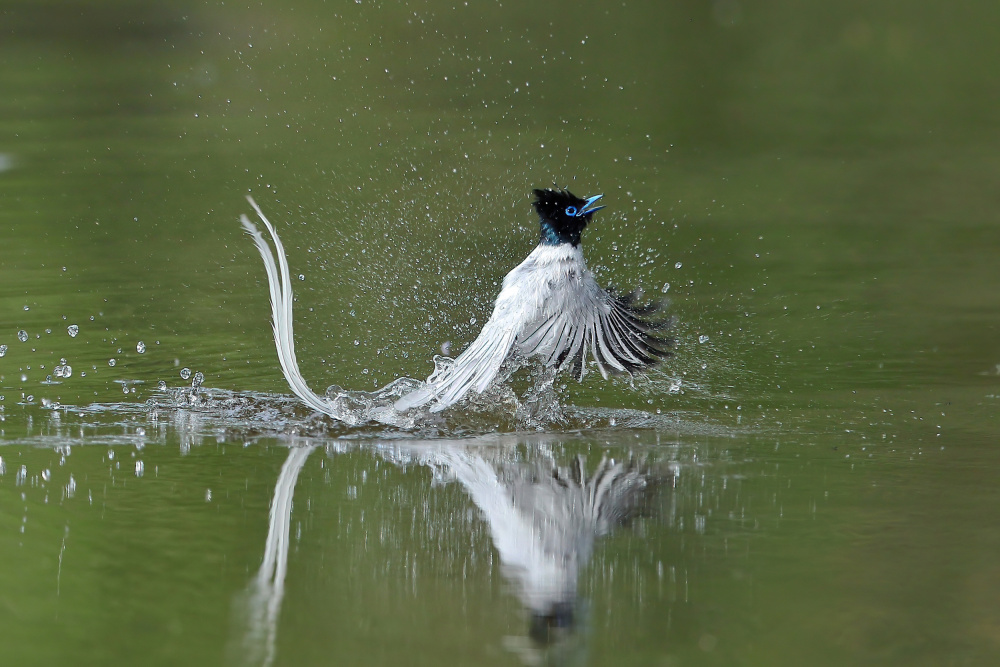 Asian Paradise Flycatcher von Gavin Lam