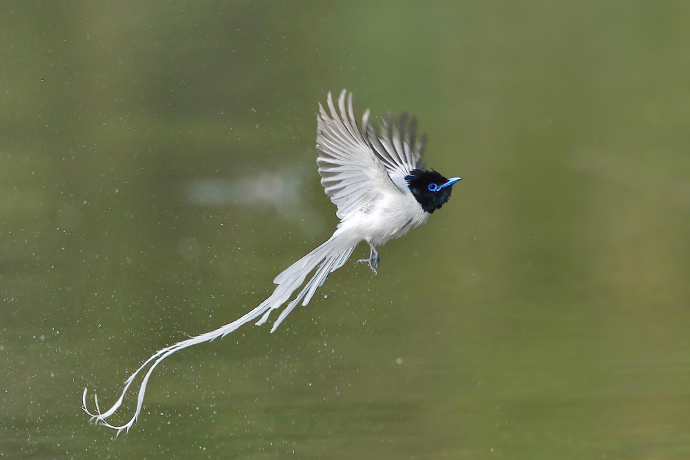 Asian Paradise Flycatcher von Gavin Lam