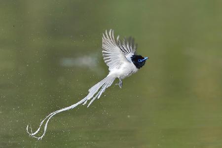 Asian Paradise Flycatcher