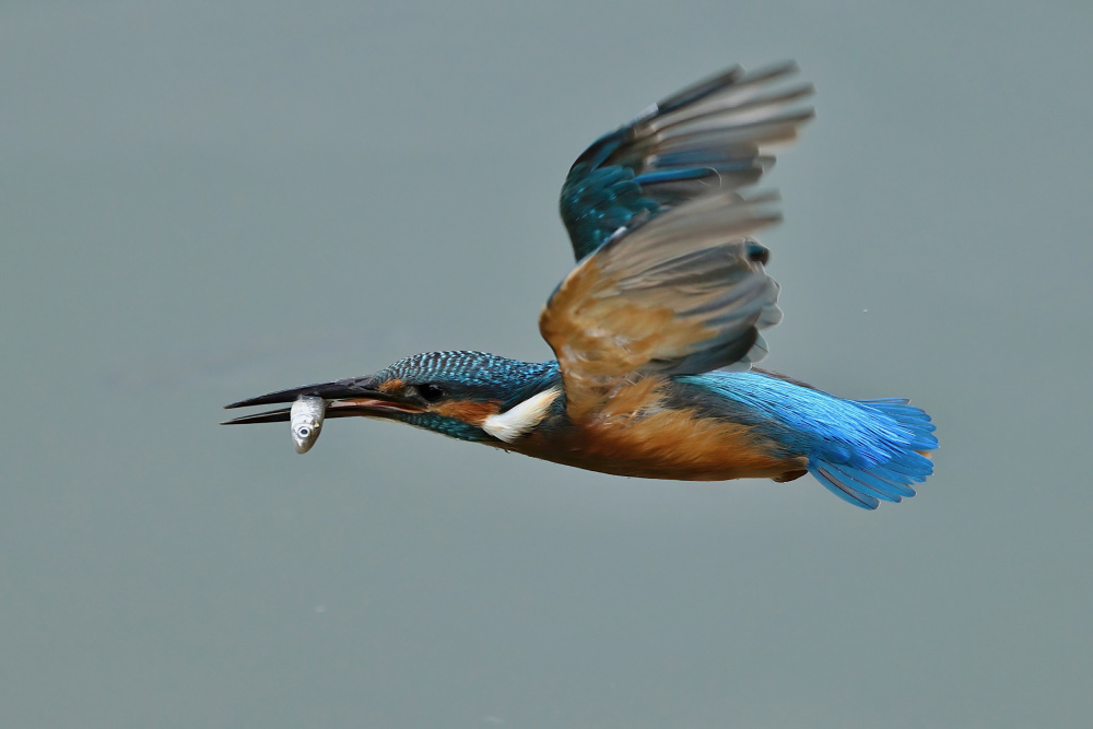 Common Kingfisher von Gavin Lam