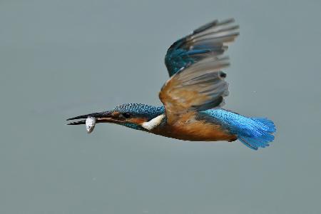 Common Kingfisher