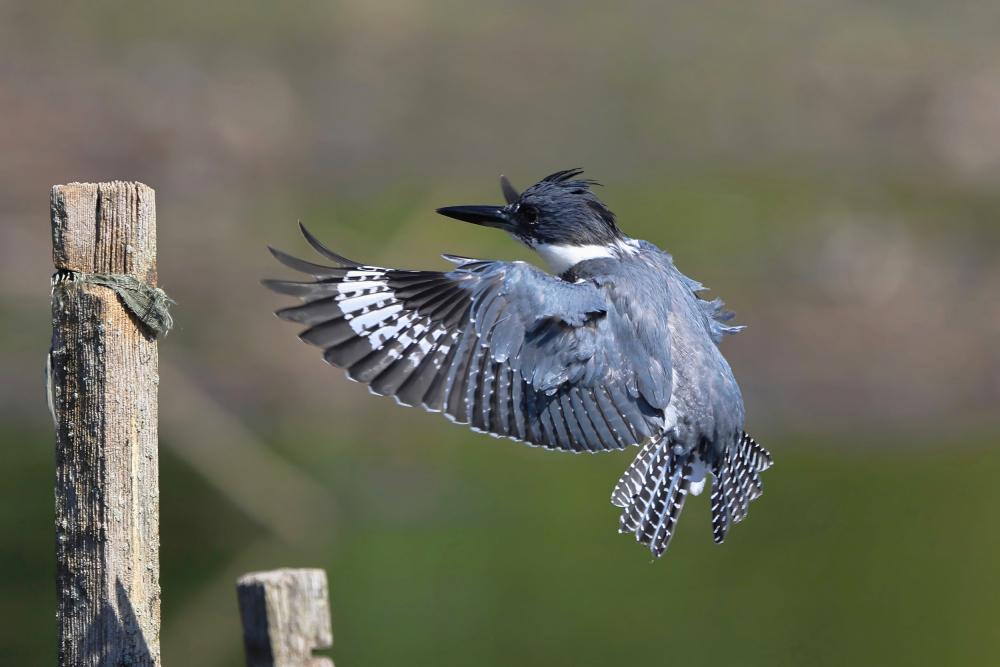 Belted kingfisher... von Gavin Lam