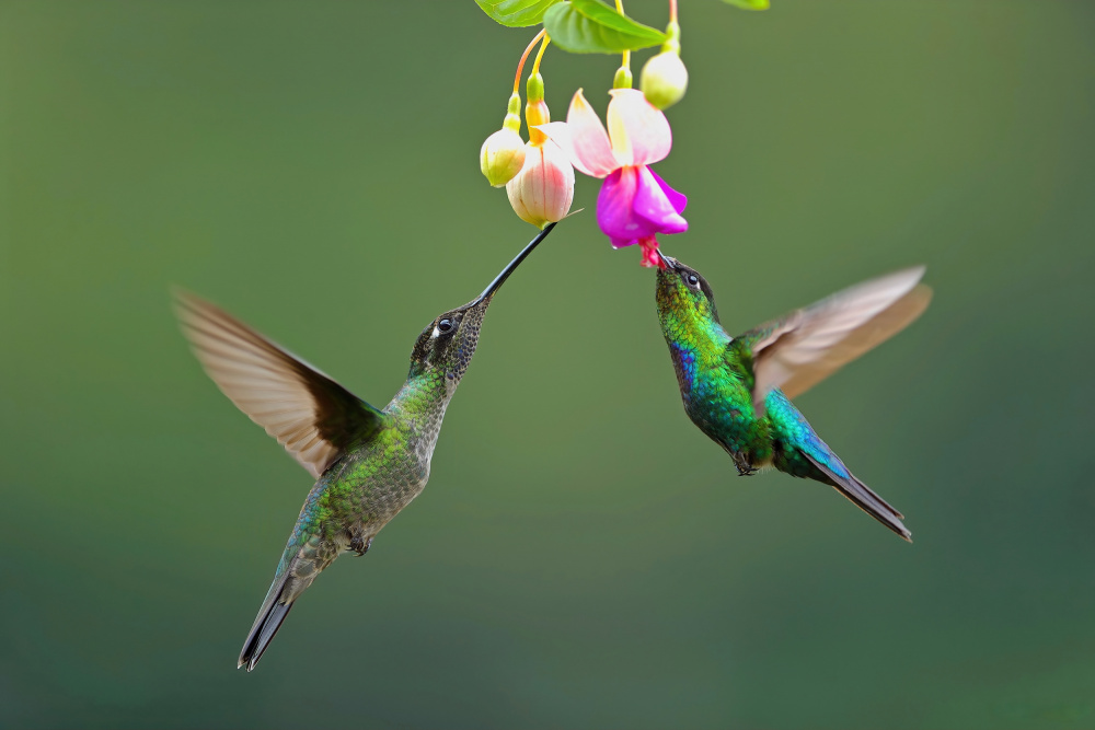 Fiery-throated Hummingbird von Gavin Lam