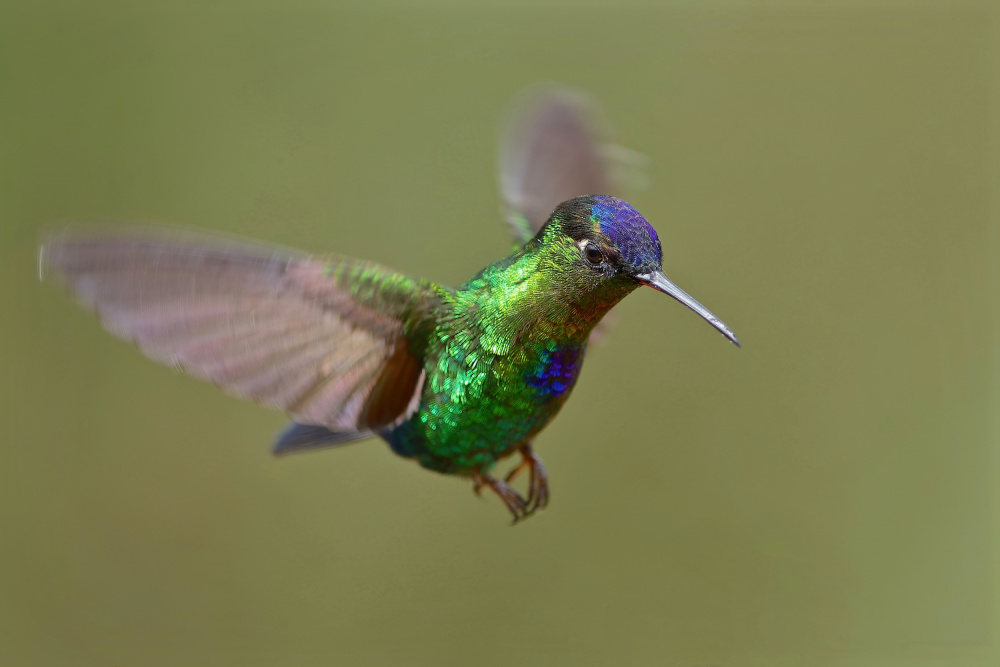 Fiery-throated Hummingbird von Gavin Lam