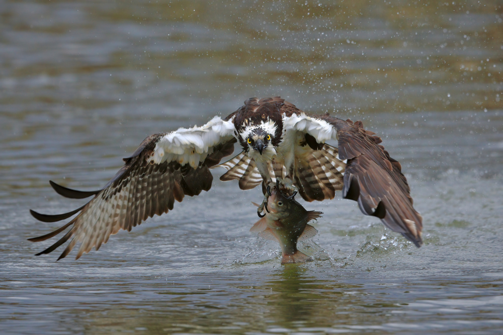 Osprey von Gavin Lam