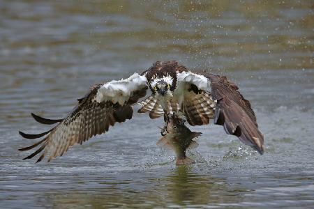 Osprey