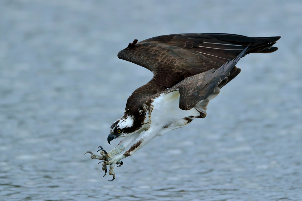 Osprey von Gavin Lam