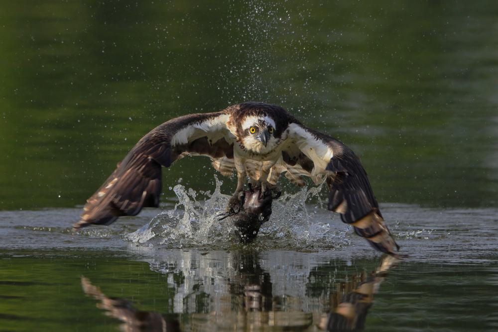 Osprey von Gavin Lam