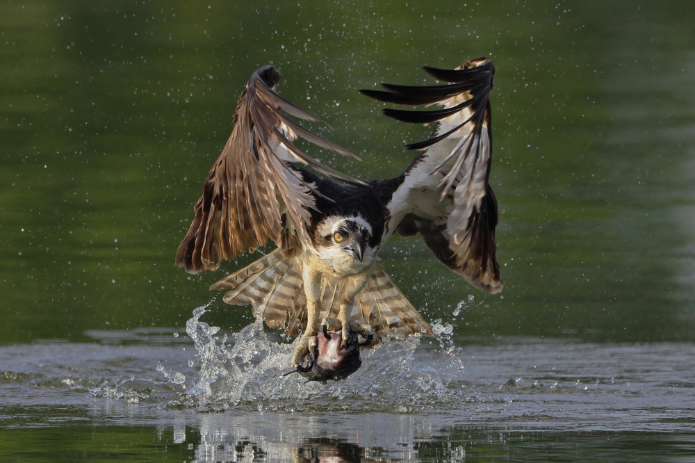 Osprey von Gavin Lam