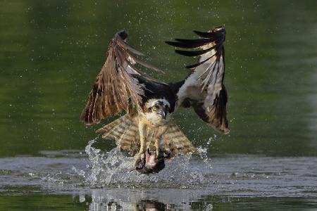 Osprey