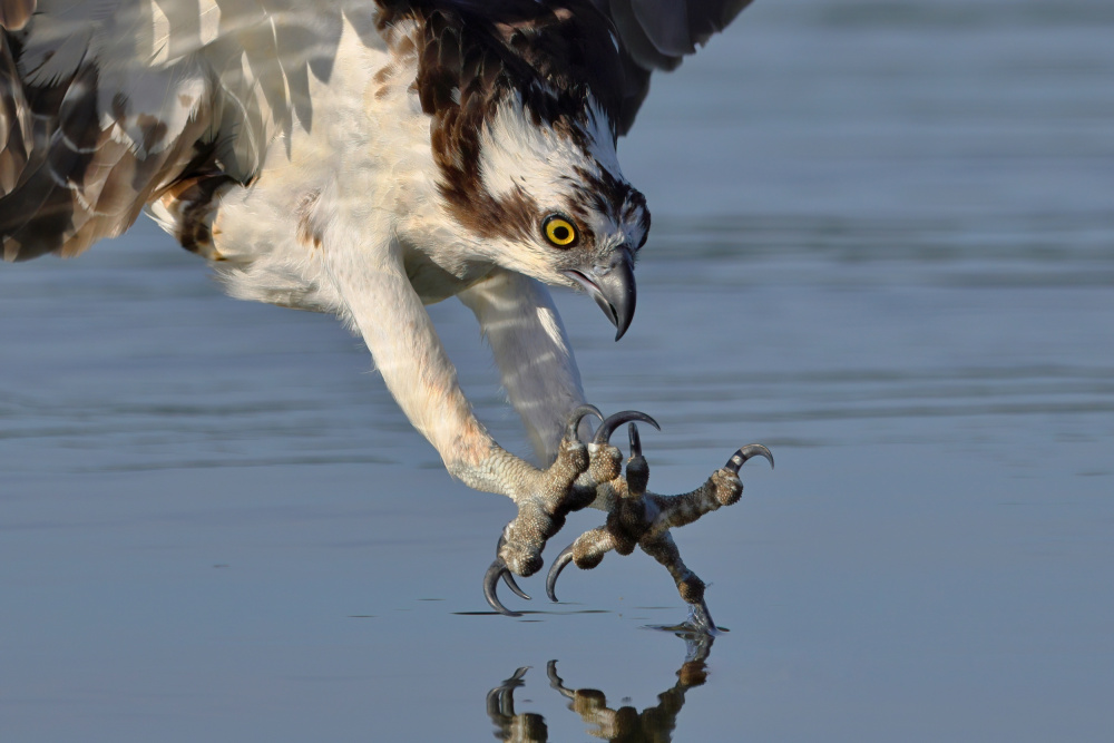 Osprey in Hunting von Gavin Lam