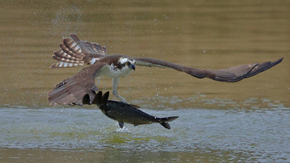 Osprey in hunting von Gavin Lam