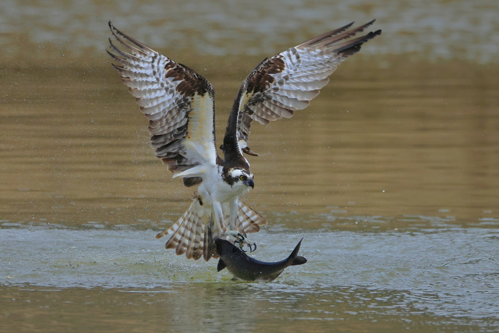 Osprey in hunting von Gavin Lam