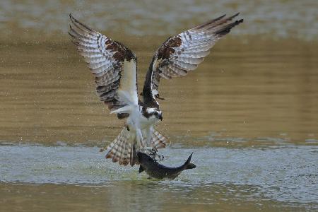 Osprey in hunting