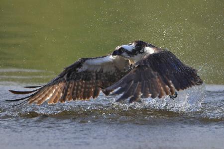 Osprey in hunting