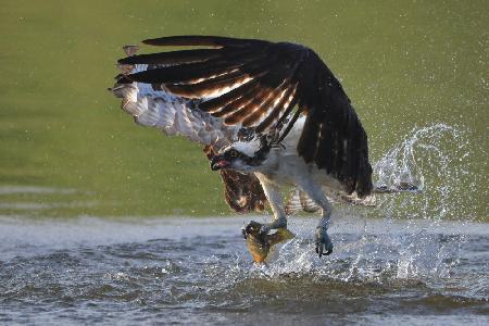 Osprey in hunting