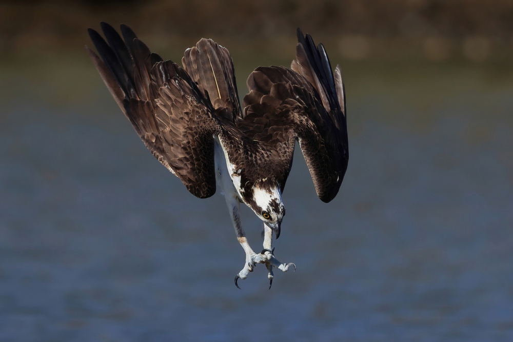 Osprey in action von Gavin Lam