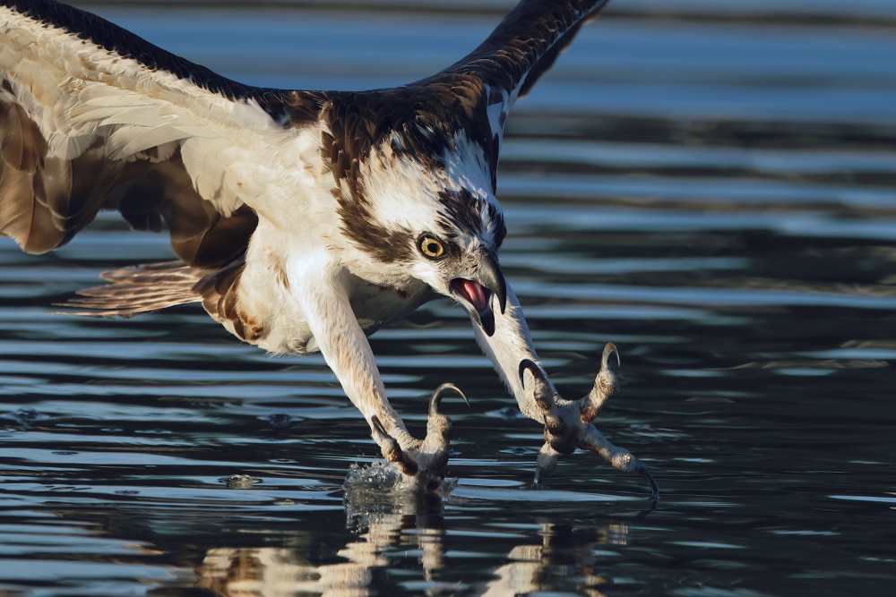 Osprey in action... von Gavin Lam