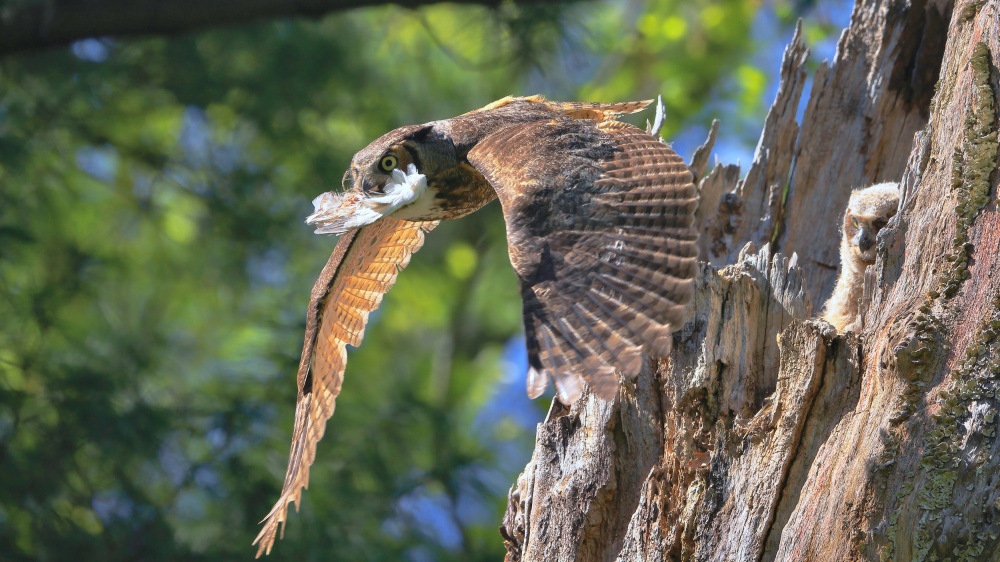 Great Horned Owl von Gavin Lam