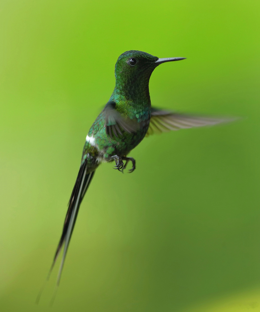 Green Thorntail von Gavin Lam