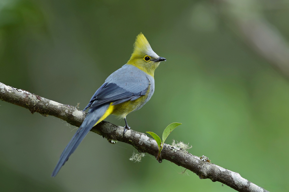 Long-tailed Silky-flycatcher von Gavin Lam