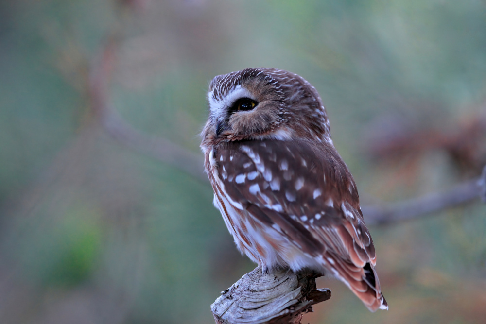 Northern Saw whet Owl von Gavin Lam