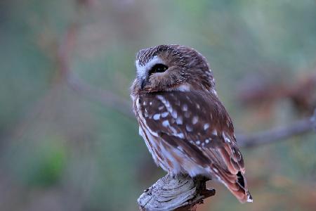 Northern Saw whet Owl