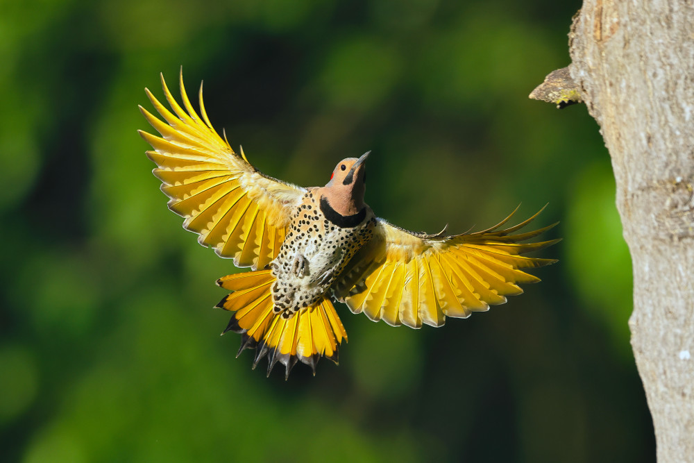 Northern Flicker von Gavin Lam