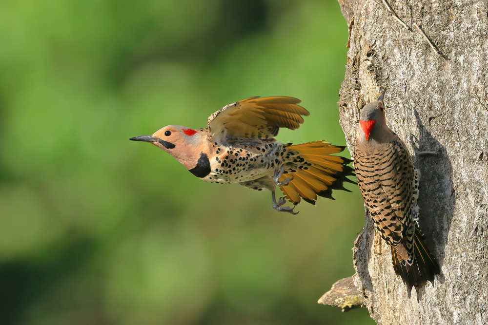 Northern Flicker von Gavin Lam