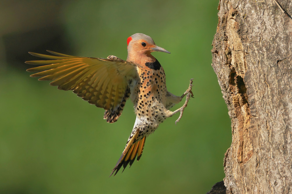 Northern Flicker von Gavin Lam