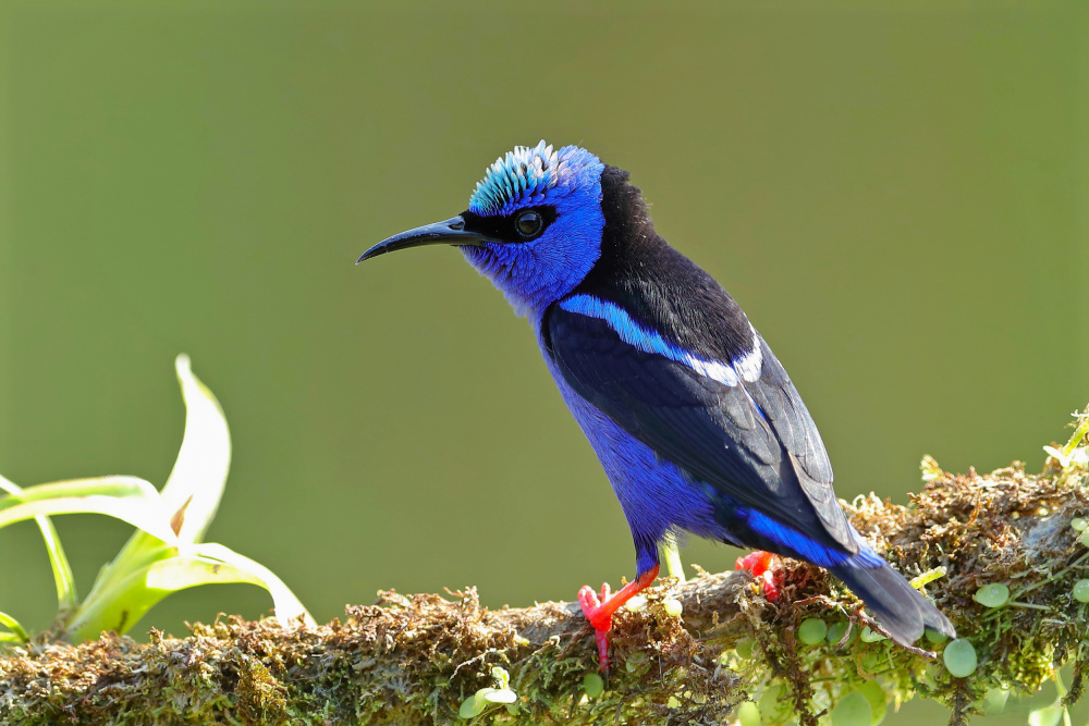 Red-legged Honeycreeper von Gavin Lam