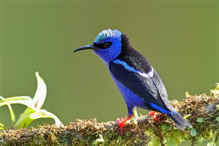 Red-legged Honeycreeper