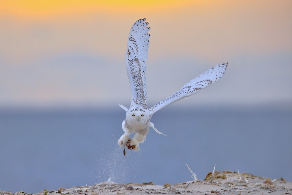 Snowy Owl Prey von Gavin Lam