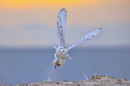 Snowy Owl Prey