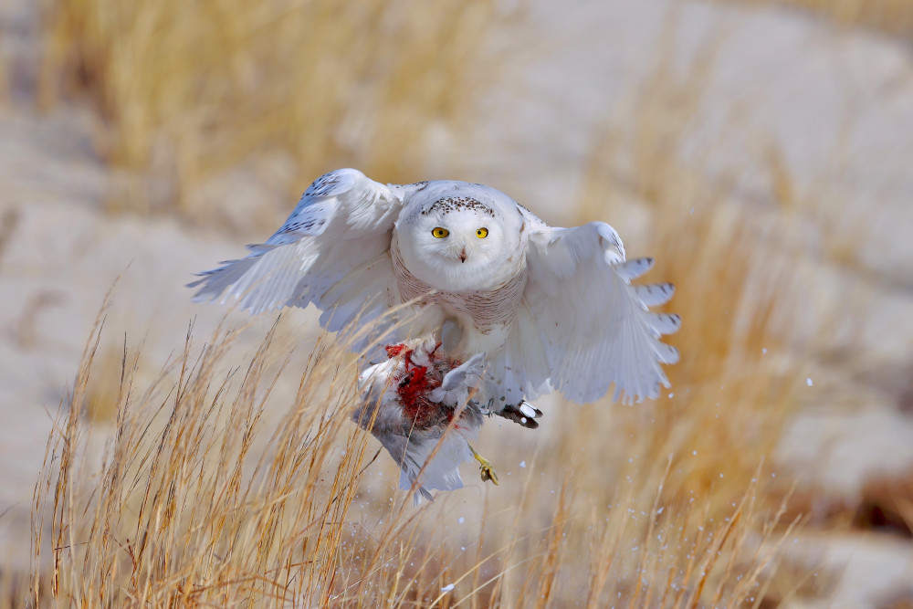 Snowy Owl von Gavin Lam