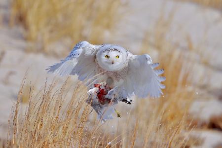 Snowy Owl