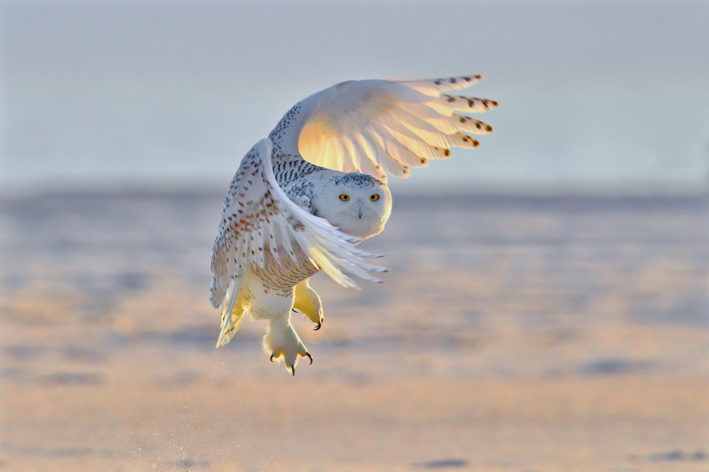 Snowy Owl von Gavin Lam