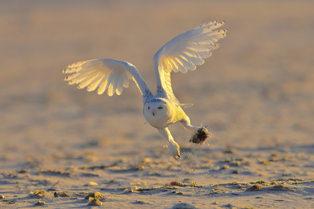 Snowy Owl von Gavin Lam