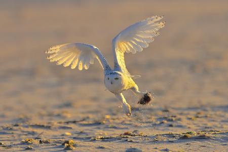 Snowy Owl