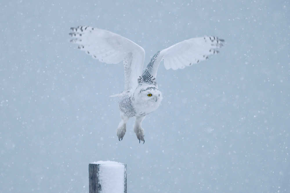 Snowy Owl von Gavin Lam