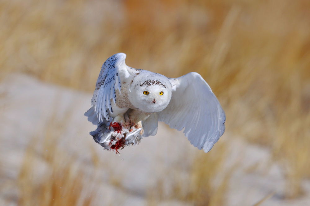 Snowy Owl von Gavin Lam