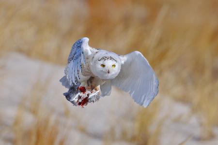 Snowy Owl