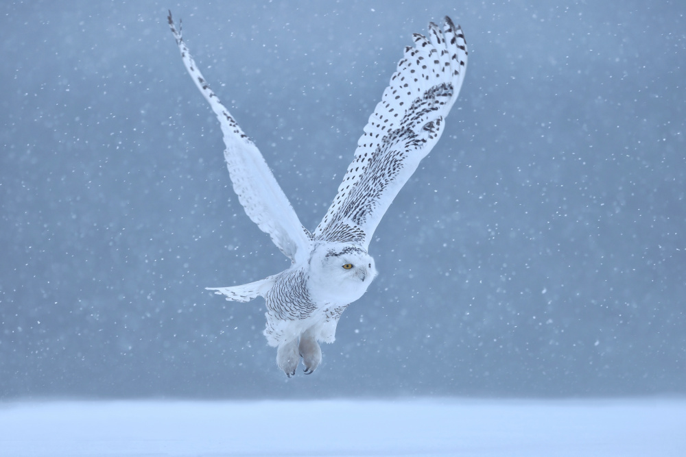 Snowy Owl von Gavin Lam