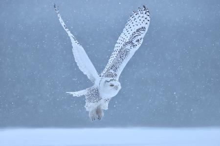 Snowy Owl