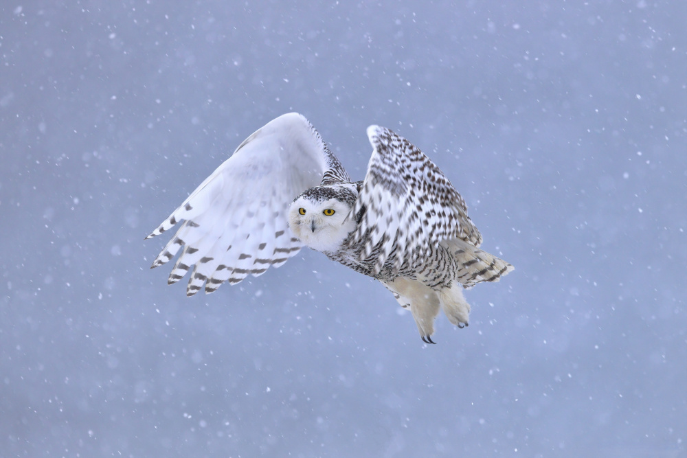 Snowy Owl von Gavin Lam