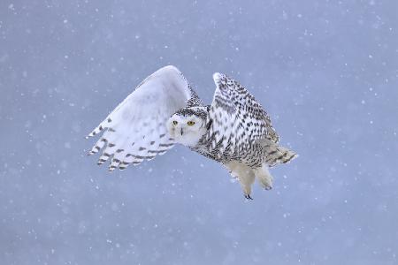 Snowy Owl