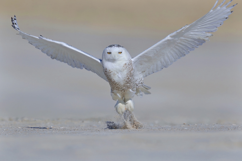 Snowy Owl von Gavin Lam